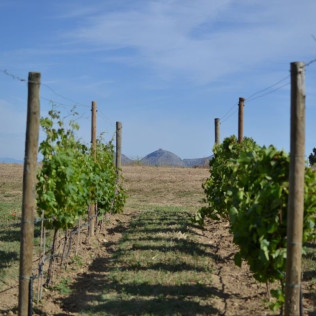 Visita a Celler Mas Geli con Degustación de Vinos y Productos Km0 para dos (Pals, Girona)