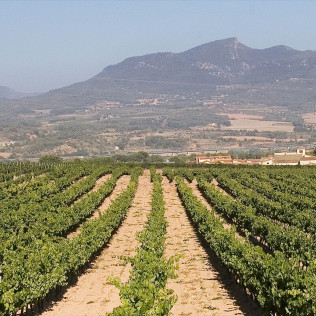 Visita al Celler Mas Foraster con Cata de Vinos y Circuito Spa para dos en SPALAS Hotel Gran Palas 5* (Tarragona)