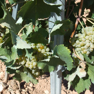 Visita a Bodega con Cata y Comida para dos en Celler Grau i Grau (Maians, Barcelona)