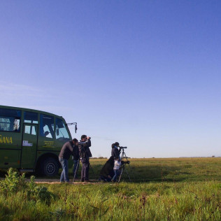 Visita Clásica al Parque Nacional de Doñana en Todoterreno (El Rocío, Huelva)