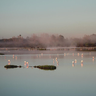 Visita Clásica al Parque Nacional de Doñana en Todoterreno (El Rocío, Huelva)