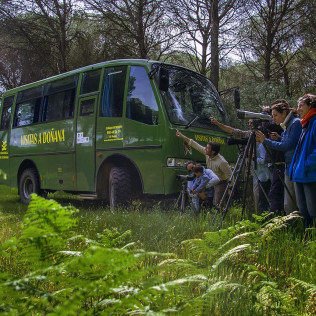 Visita Clásica al Parque Nacional de Doñana en Todoterreno (El Rocío, Huelva)