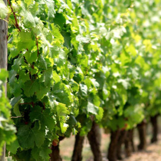 Visita a Bodega Renalterra y Cata de Vino Crianza Ribera del Duero con Aperitivo para dos (Gumiel de Izán, Burgos)