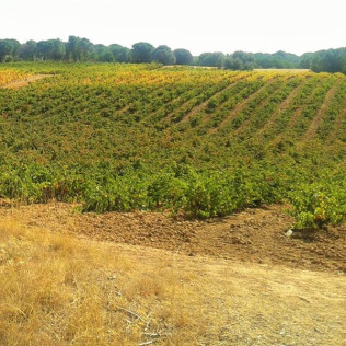 Visita a Bodega Renalterra y Cata de Vino Crianza Ribera del Duero con Aperitivo para dos (Gumiel de Izán, Burgos)