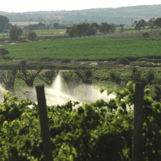 Visita Guiada y Cata en Bodega Laus para dos (Barbastro, Huesca)