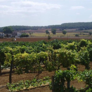 Vuelo en Globo con Fotos y Visita Guiada a la Bodega Baronia de Vilademuls con Cata de Vinos para dos (Girona)