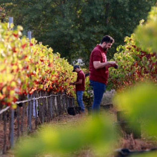 Vuelo en Globo con Desayuno, Cava y Vídeo y Visita a Bodega Huerto de la Condesa con Cata de Vinos para dos (Ronda, Málaga)