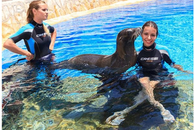Entrada a Aqualandia y Baño con Leones Marinos (Benidorm, Alicante)
