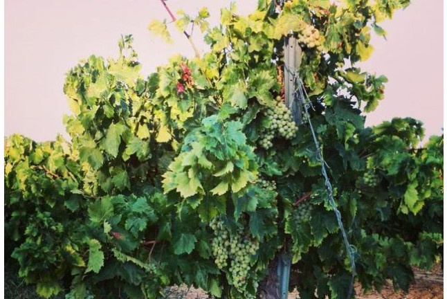 Visita a Bodega y Cata de Vinos para dos en Bodegas Marqués de Villalúa (Huelva)