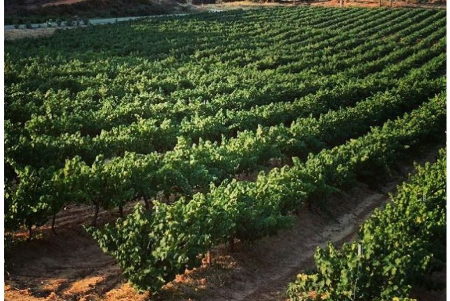 Visita a Bodega y Cata de Vinos para dos en Bodegas Marqués de Villalúa (Huelva)