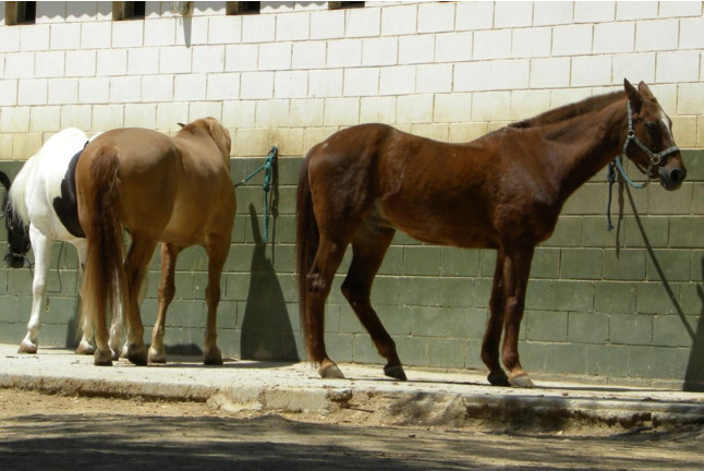 Paseo a Caballo por el Parque Natural de Collserola para dos (Sant Cugat, Barcelona)