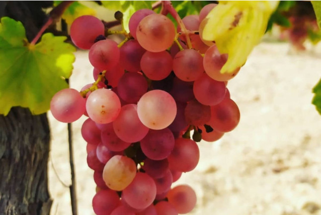 Visita a Bodegues Visendra con Cata de Vinos y Aperitivo para dos (Les Pobles, Tarragona)