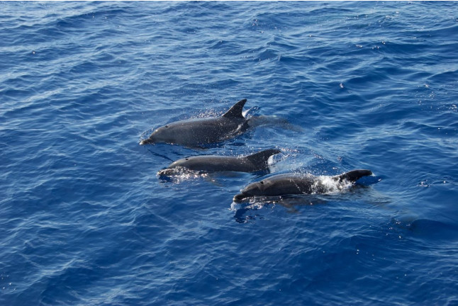 Dolphin Watch: Avistamiento de Delfines con Baño (Mallorca)
