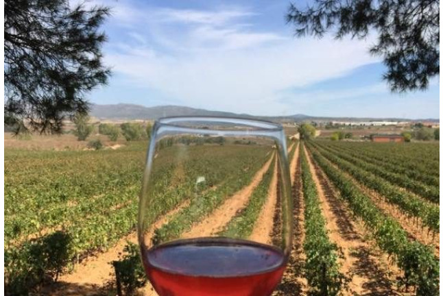 Visita a la Bodega Vegalfaro y Cata de Vinos para dos (Requena, Valencia) 