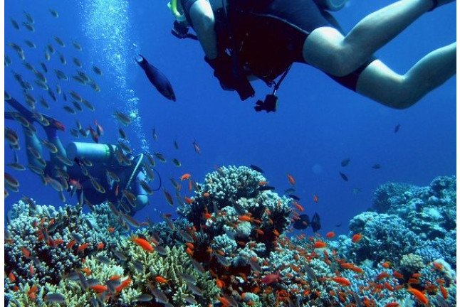 Bautismo de Buceo Privado en el Mar y Reportaje Fotográfico (Tenerife)