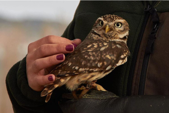 Descubre a las Aves Rapaces y Vuela a un Águila (Guadalajara)