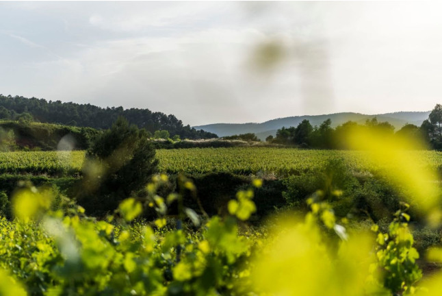 Visita a Celler Kripta y degustación para dos (Sant Sadurní d’Anoia, Barcelona)