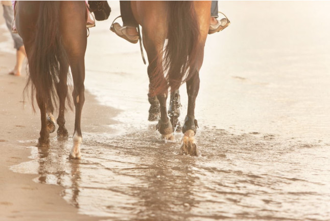 Ruta a Caballo por la Playa (Cádiz)