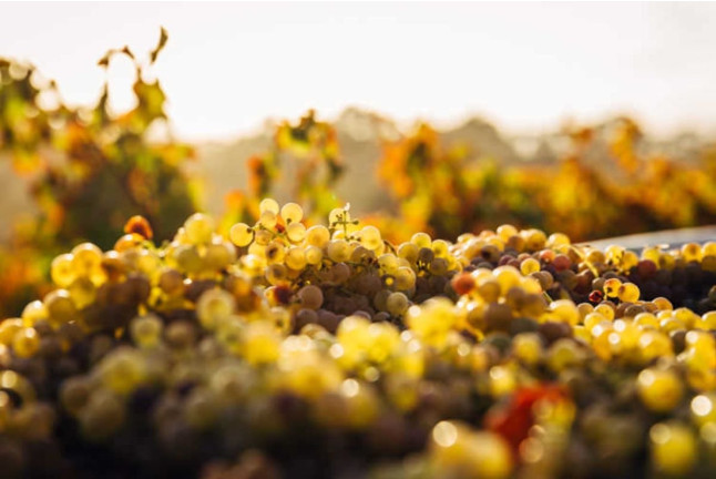 Escapada al Vilosell Wine Hotel con visita al Celler Tomàs Cusiné (Lleida)