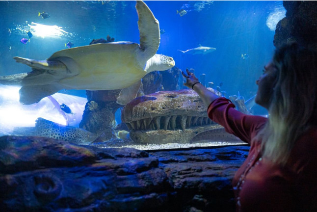 Entrada a Sea Life Benalmádena (Málaga)