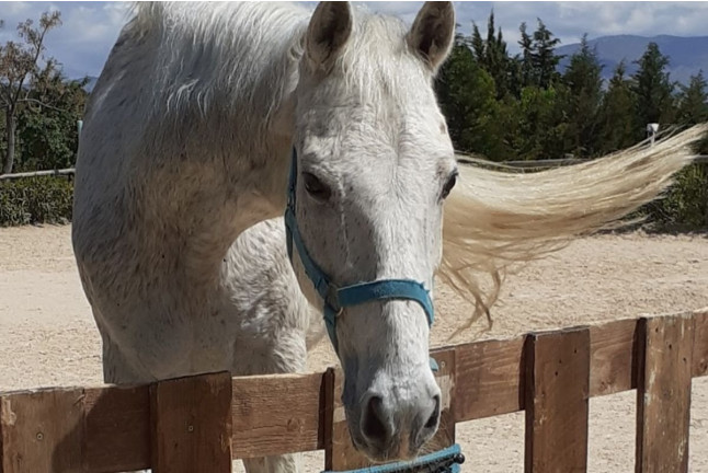 Ruta a Caballo para dos (Alicante)