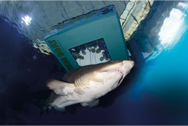 Buceo con Tiburones (Mallorca)