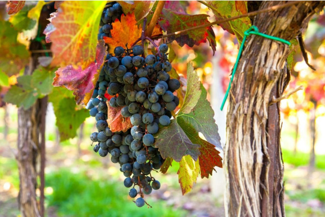 Cata Completa: Visita a Bodega con Cata de Vinos, Degustación de Aceite, Petit Fours y Tapas en Masia Serra (Cantallops, Girona)
