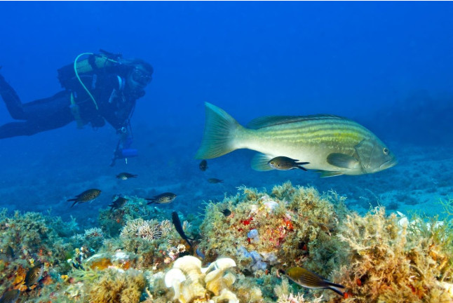 Bautizo de Buceo Privado con Instructor en Exclusiva (Las Negras, Almería)