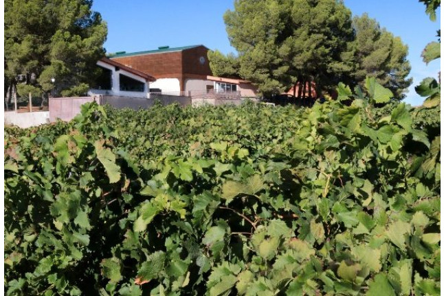 Visita a la Bodega Vegalfaro y Cata de Vinos para dos (Requena, Valencia) 