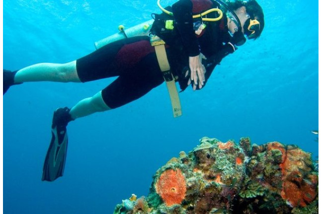 Curso de Buceo Open Water Diver (Tenerife)