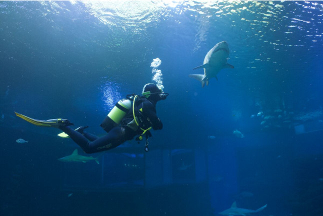 Buceo con Tiburones (Mallorca)