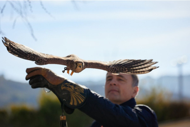 Descubre a las Aves Rapaces y Vuela a un Águila (Guadalajara)