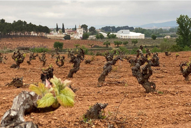 Visita a Bodega Raíces Ibéricas y Cata de Vinos para dos en Finca Calderón (Requena, Valencia)