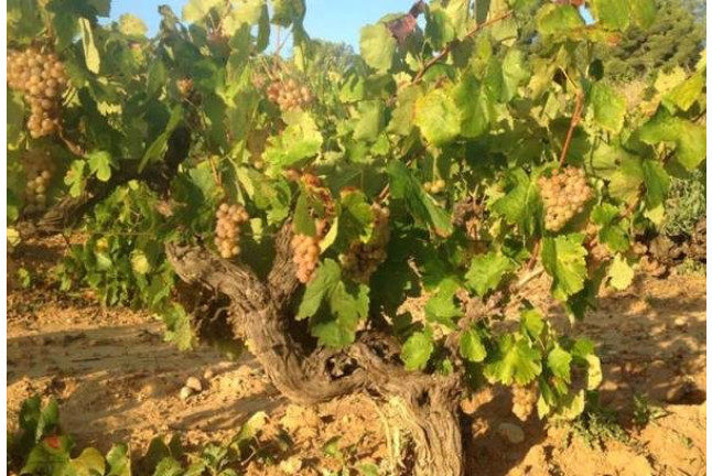 Visita y Degustación de Vino para dos en Bodegas Pinord (Vilafranca del Penedès, Barcelona) 