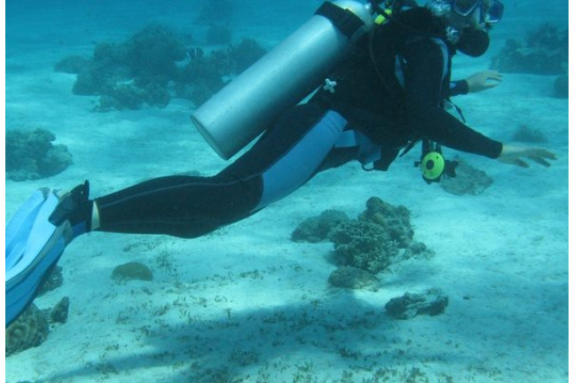 Curso de Buceo Open Water Diver (Tenerife)
