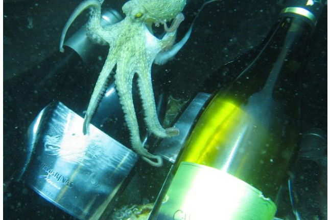 Cavas Submarinas, Bautismo de Buceo, Comida Maridaje y Botella de Vino (Girona)
