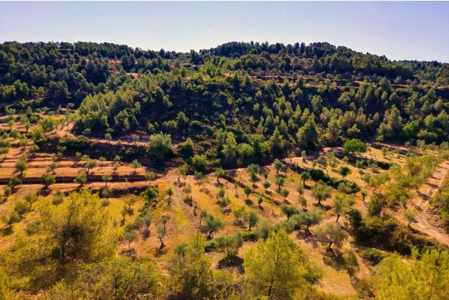 Visita Guiada, Cata de Aceites y Aperitivo Entre Olivos (Cervià de les Garrigues, Lleida)