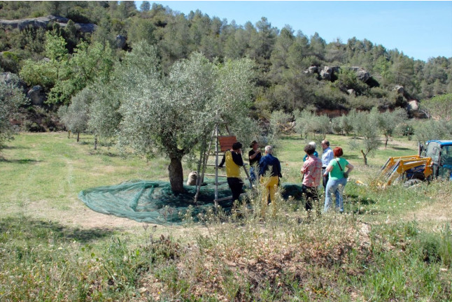 Visita Guiada, Cata de Aceites y Aperitivo Entre Olivos (Cervià de les Garrigues, Lleida)