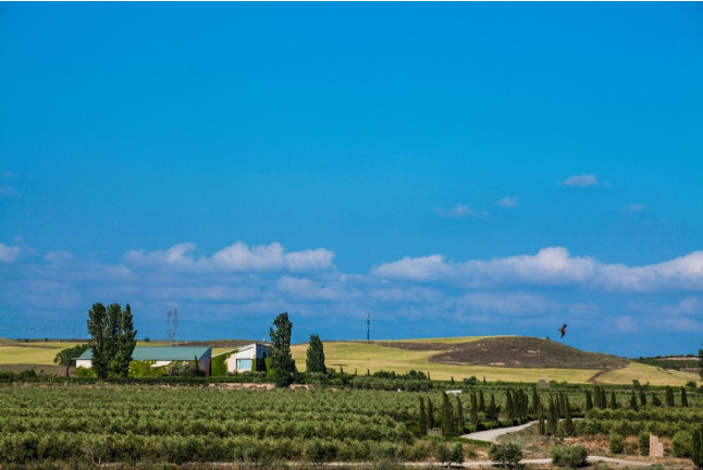 Visita Guiada y Cata en Aceites Artajo (Fontellas, Navarra)