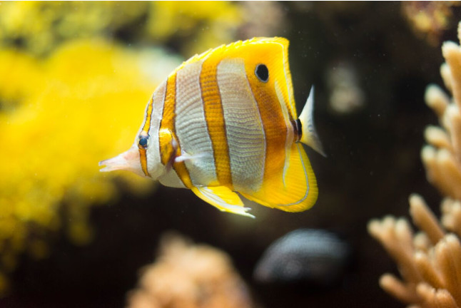 Entradas para el Acuario de Gijón (Asturias)