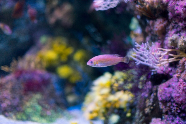 Entradas para el Acuario de Gijón (Asturias)