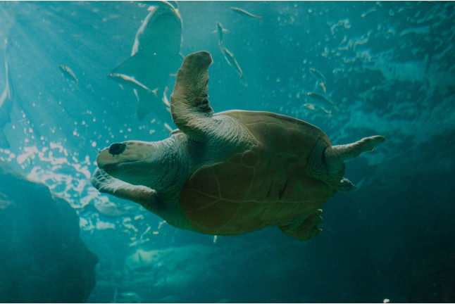 Entradas para el Acuario de Gijón (Asturias)