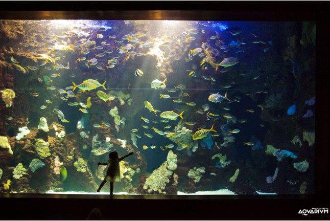 Entrada al Acuario de San Sebastián: Aquarium Donostia-San Sebastián (Guipúzcoa)
