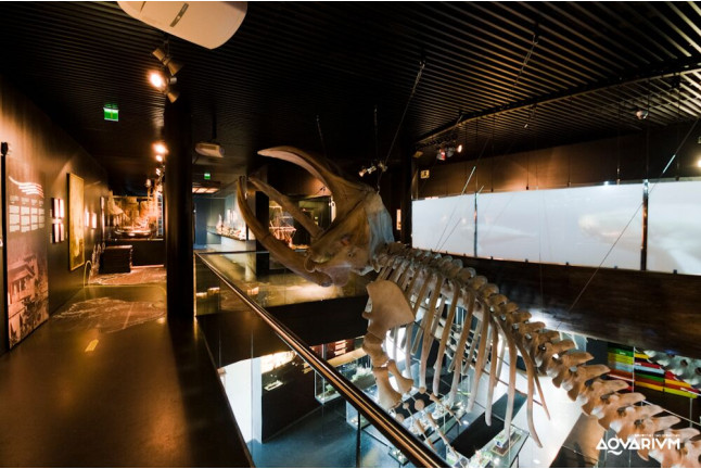 Entrada al Acuario de San Sebastián: Aquarium Donostia-San Sebastián (Guipúzcoa)