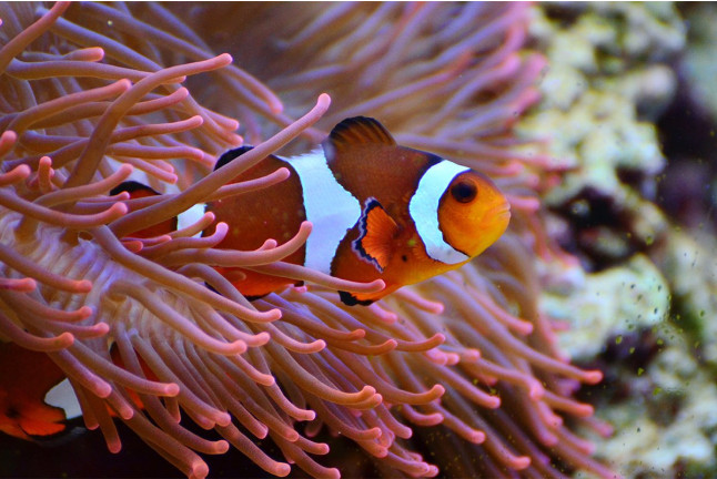 Acuarista por un Día en L'Aquàrium de Barcelona (Barcelona)