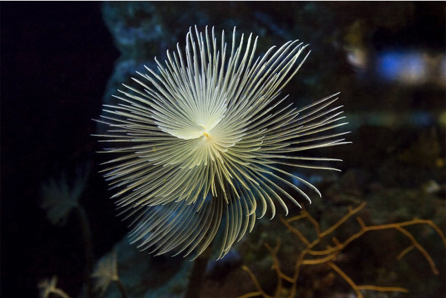 Acuarista por un Día en L'Aquàrium de Barcelona (Barcelona)