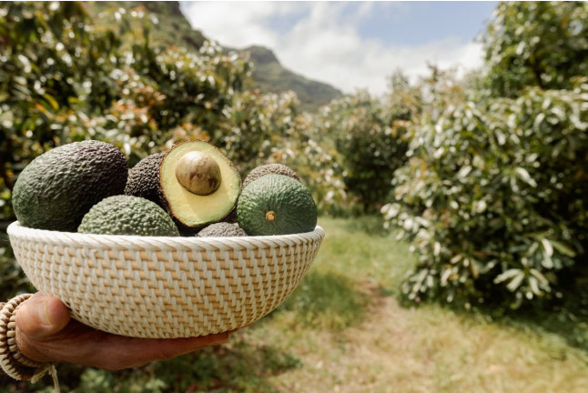 Visita a Finca de Aguacate con Almuerzo Canario en Tahodio Avocado Experience (Tahodio, Santa Cruz de Tenerife)