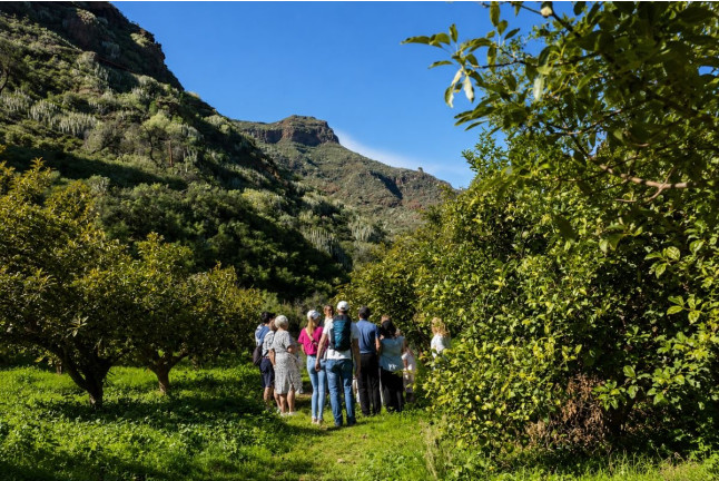 Visita a Finca de Aguacate con Almuerzo Canario en Tahodio Avocado Experience (Tahodio, Santa Cruz de Tenerife)