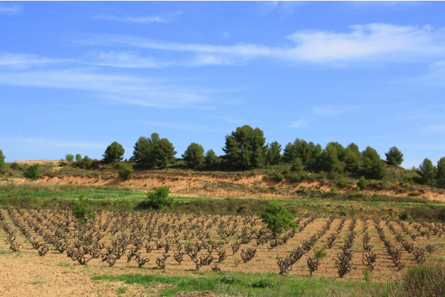 Escapada Enológica: Noche con Spa y Comida en Hotel Dolce by Wyndham 4* Sup y Visita a Bodega y Cata de Vino para dos (Barcelona)