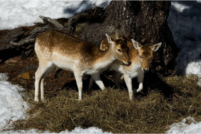 Alquiler de Raquetas de Nieve, Trineo y Entrada al Parque de Animales de Naturlandia (Andorra)